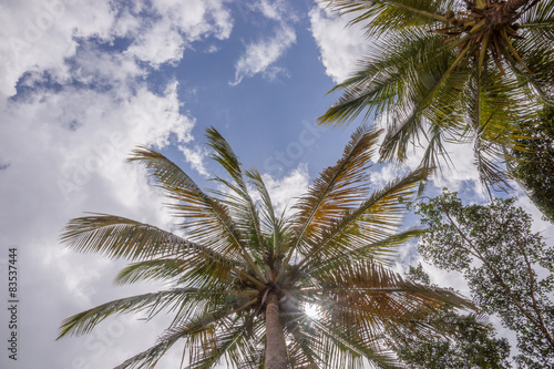 Palme und Sonne, Froschperspektive