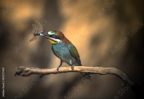 Spain, Navarra, Comunidad Foral de Navarra, Bee-eater perching on branch and holding insect photo