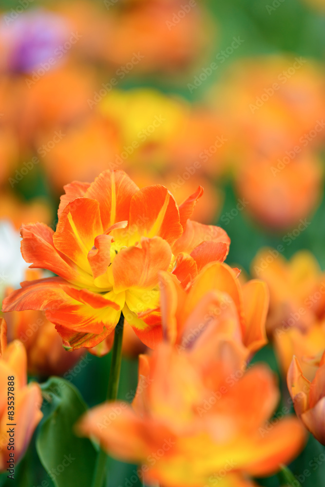 Obraz premium Yellow tulips in the garden