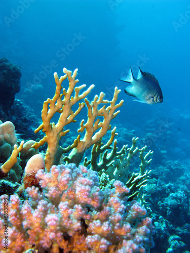 coral reef with fish damselfish and fire coral , underwater
