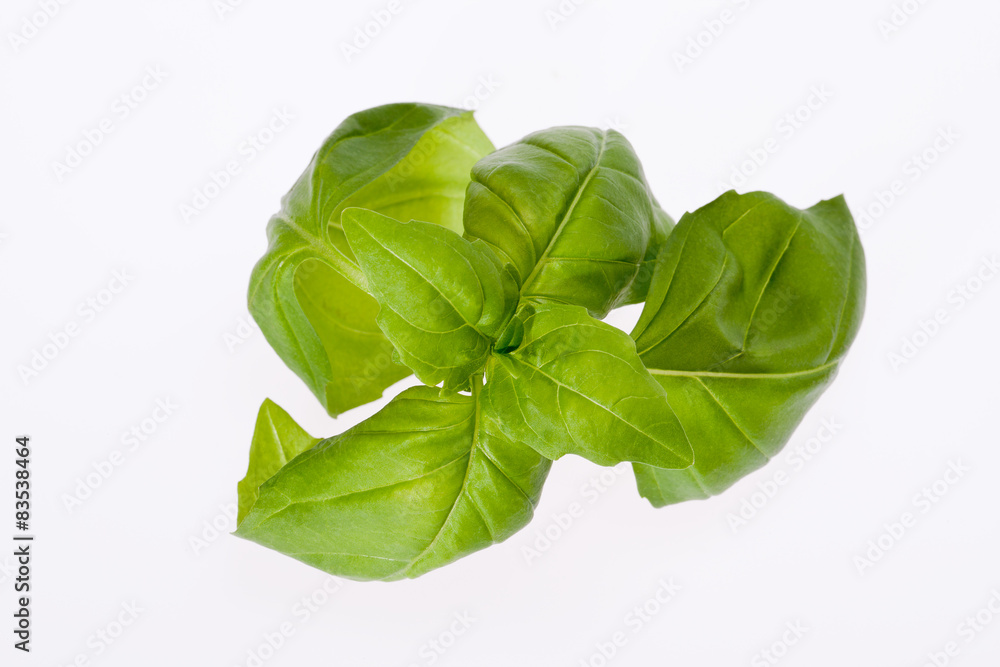 Fototapeta premium some leaves of basil isolated on white background