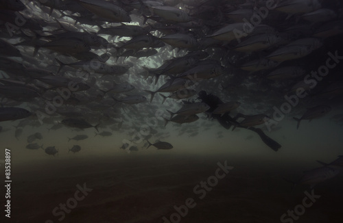 Mexico, Cabo Pulmo National Park, Scuba diver swimming amid school of jacks photo