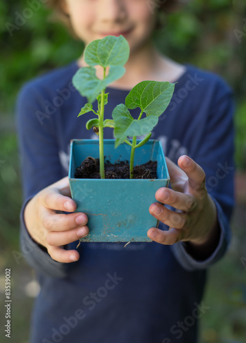 Girl (6-7) holding potted been sprouts photo
