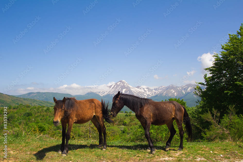 Coppia di cavalli nei pressi di Campotosto