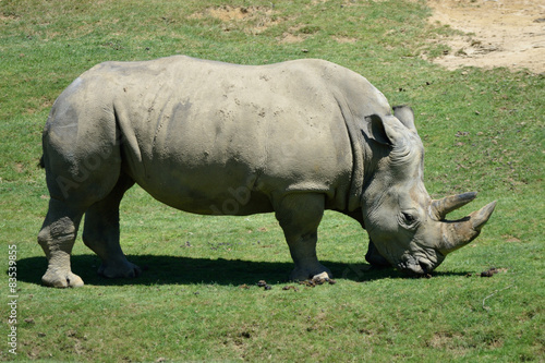 Rinoceronte © massimhokuto
