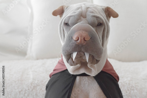 Portrait of shar pei dog wearing dracula costume photo