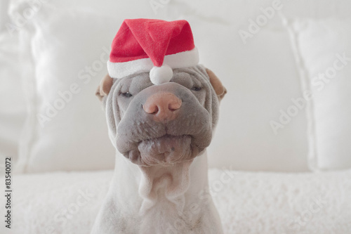 Portrait of shar-pei dog wearing christmas hat photo