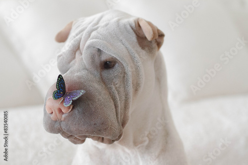Close up of shar pei dog with butterfly on nose photo