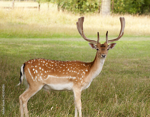 Fallow Deer photo