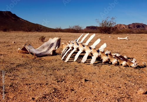 Animal skeleton in the desert, Harquahala, Arizona, USA