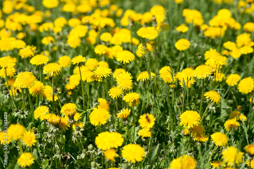 Obraz premium dandelions