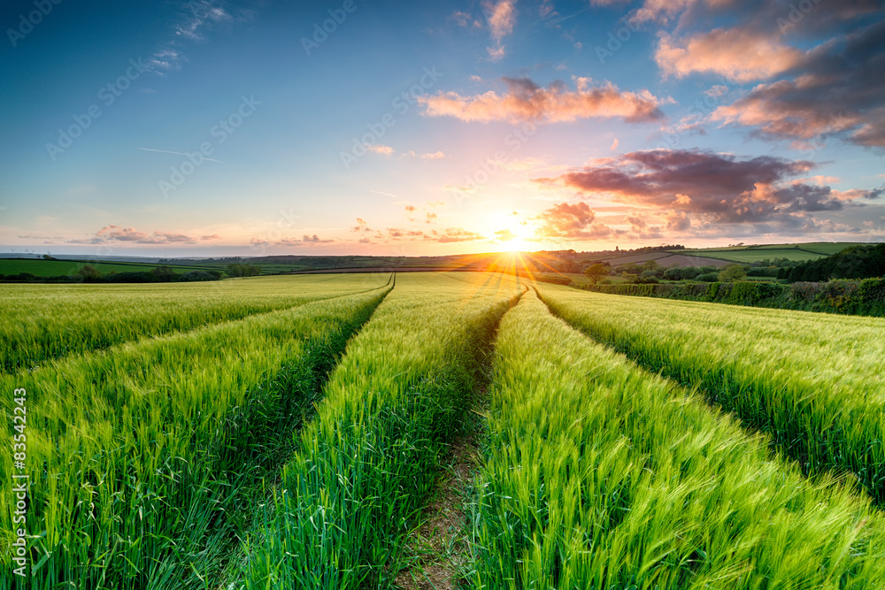 Fototapeta premium Cornish Countryside