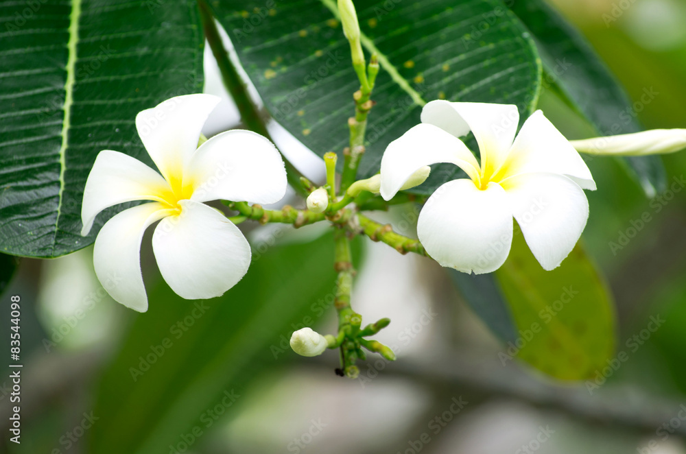 Fototapeta premium Frangipani flowers