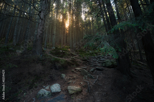 Sunbeam at old forest