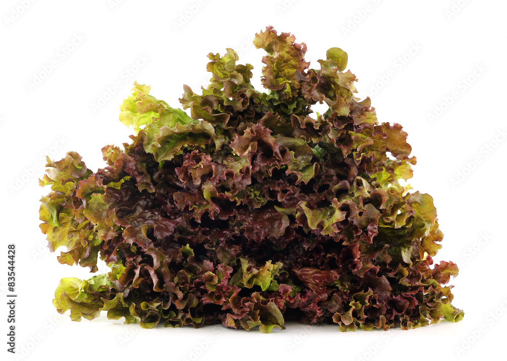 fresh green lettuce leaves isolated on white fresh green lettuce leaves isolated on white