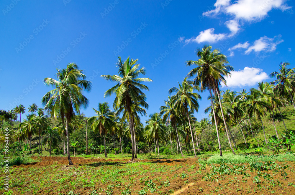 Palm tree