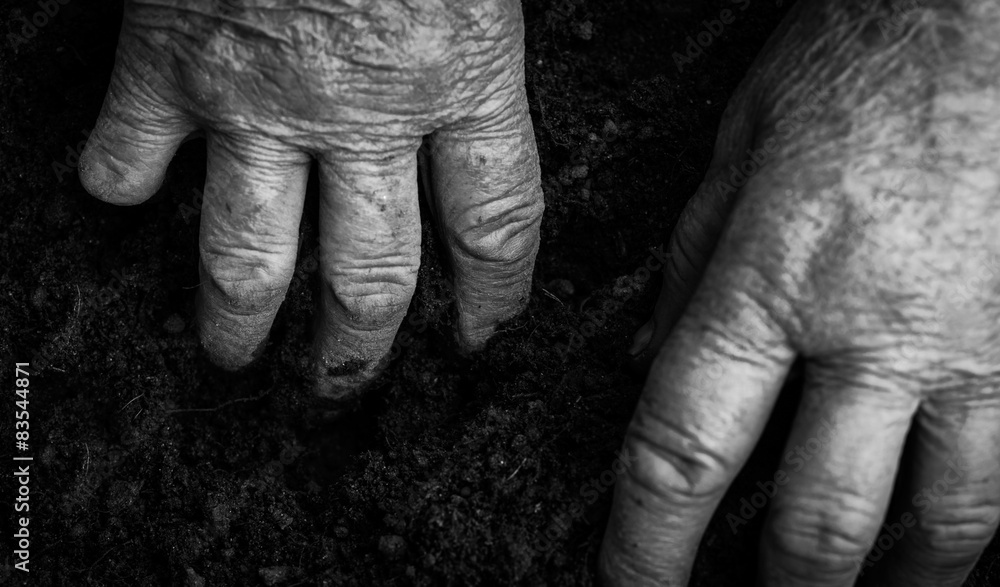 Fototapeta premium Old woman hands holding fresh soil. Symbol of spring 