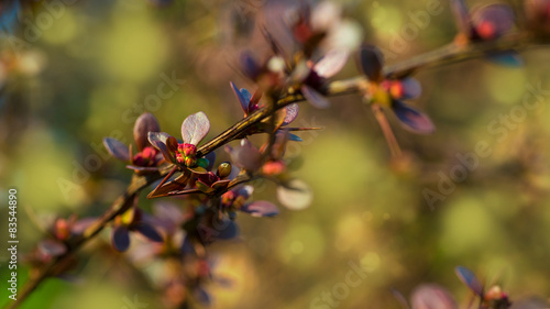 Spring bushes, close up detail shot
