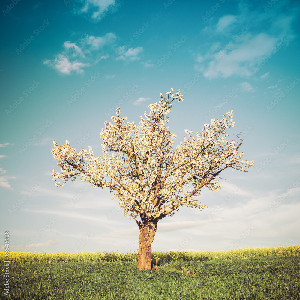 Naklejka premium Vintage style image of field, tree and blue sky