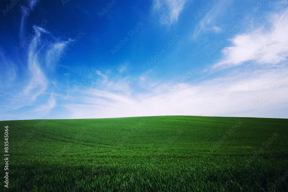 Fototapeta premium green grass and blue sky background