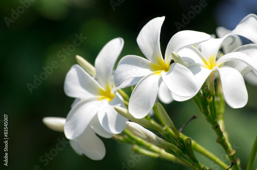 white plumeria flowers © Pakhnyushchyy