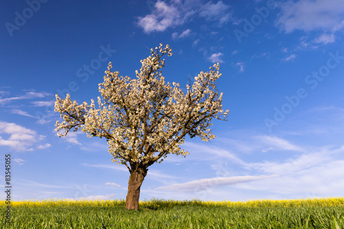 Field, cherry tree and blue sky