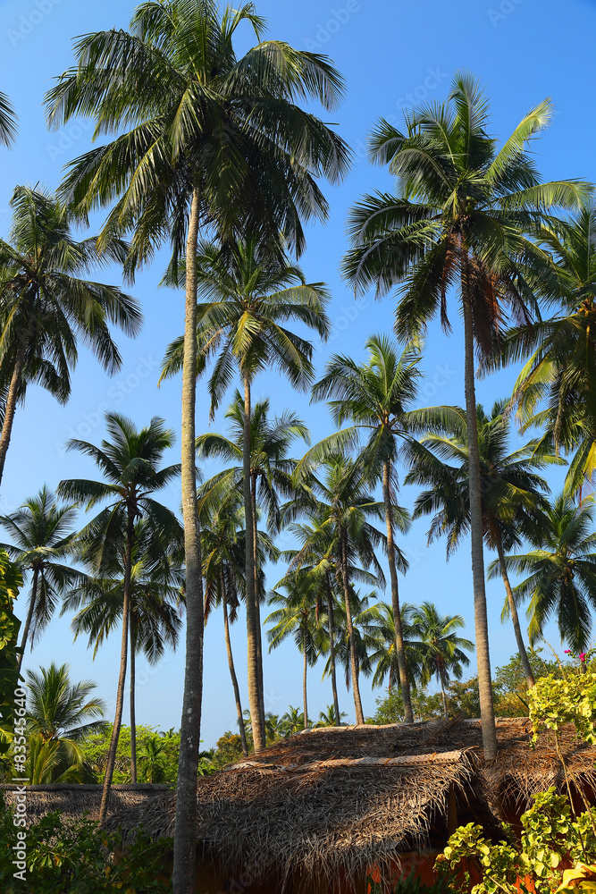 hut under coconut palms
