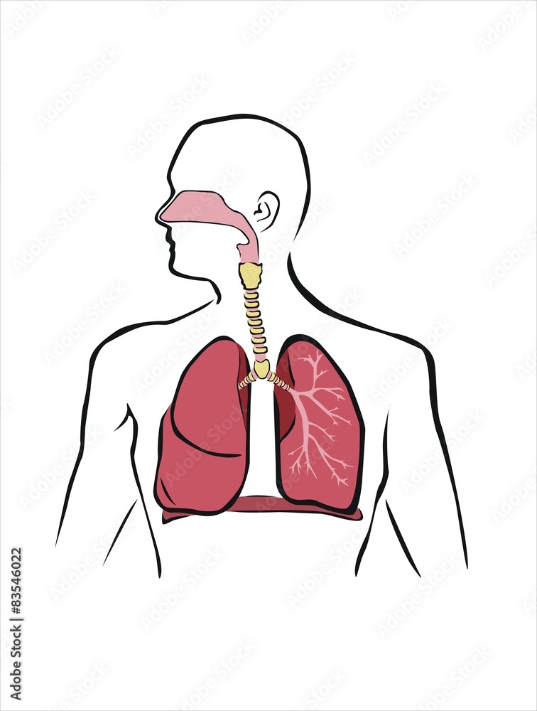 esquema del sistema respiratorio humano Stock Vector