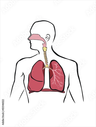 esquema del sistema respiratorio humano photo