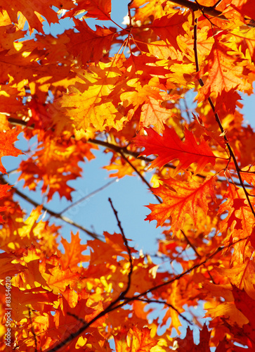 autumn leaves © Pakhnyushchyy