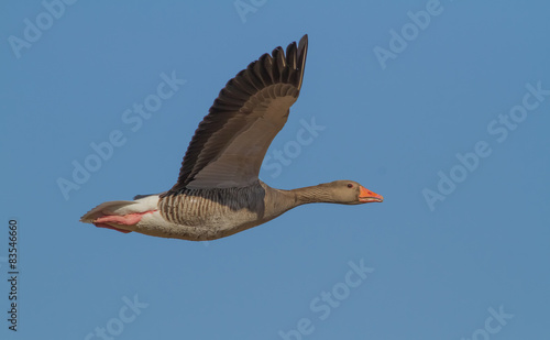 Greylag goose flying over Arresø, Denmark.