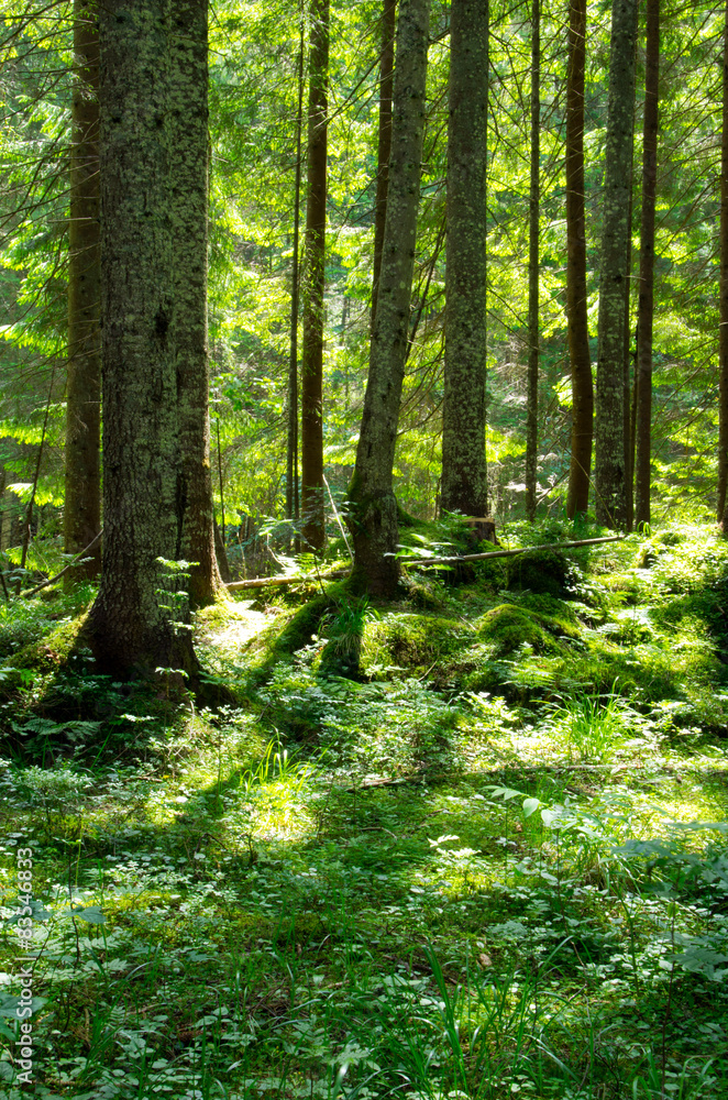 Obraz premium forest