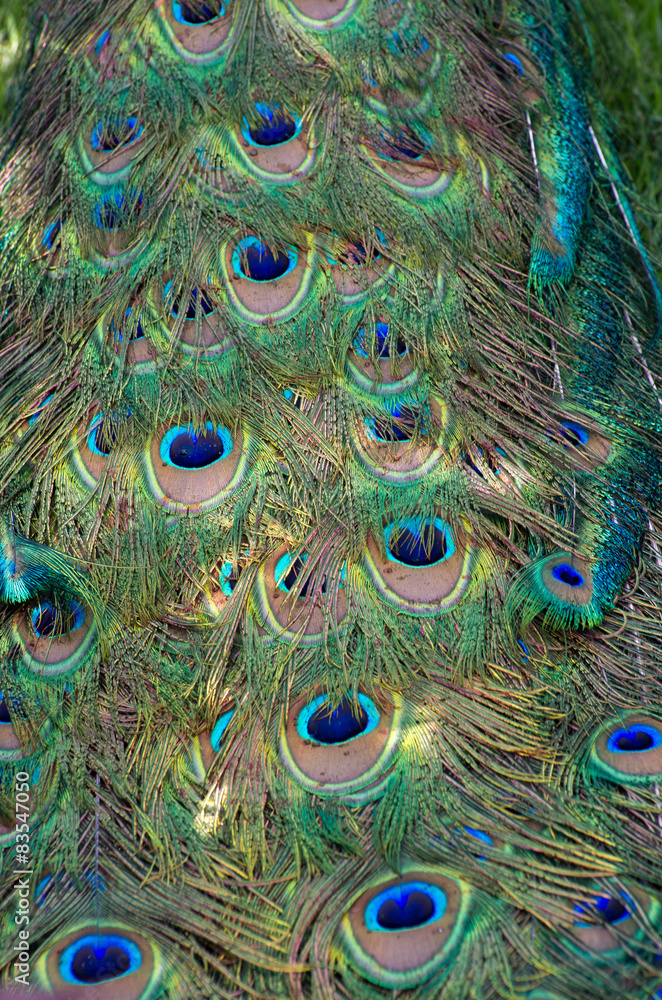 Obraz premium peacock feather