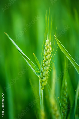 Green Wheat Head in Cultivated Agricultural Field