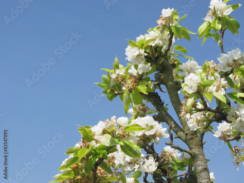 Pear tree branches with blossoms