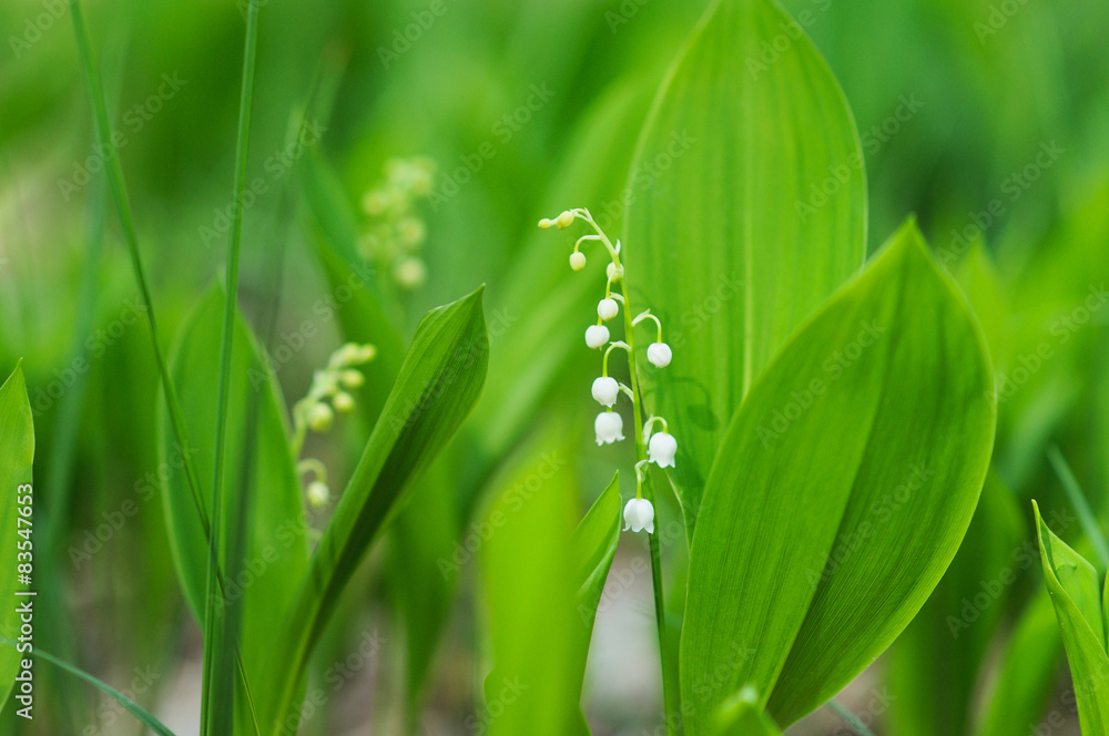 Blossoming lilies-of-the-valley in forest Blossoming lilies-of-the-valley in forest