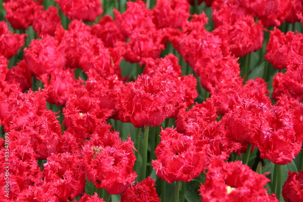 Gefranste Tulpenblüten Gefranste Tulpenblüten