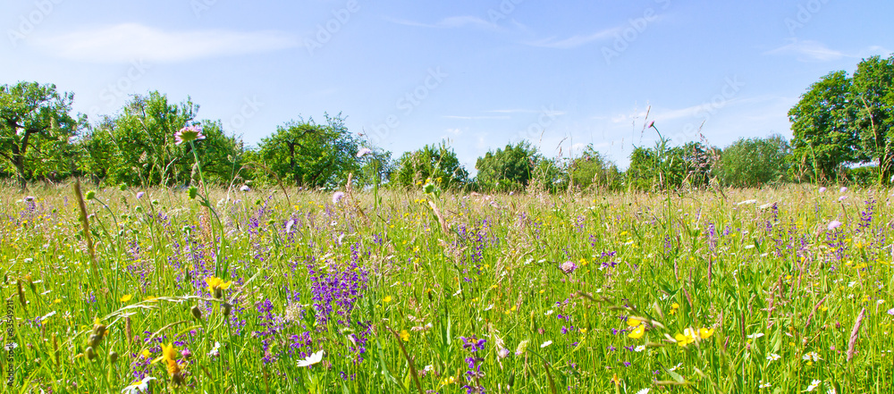 Fototapeta premium Wiese mit bunten Blumen und Kräutern - schwäbische Alb