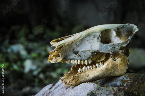 Animal skull © ognjeno
