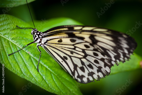 Butterfly Isolated