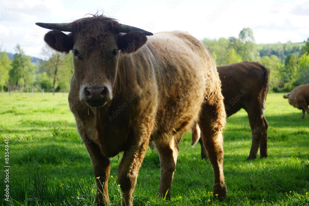 Vache à cornes Vache à cornes