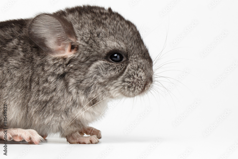 Gray Baby Chinchilla in Profile View on white Gray Baby Chinchilla in Profile View on white