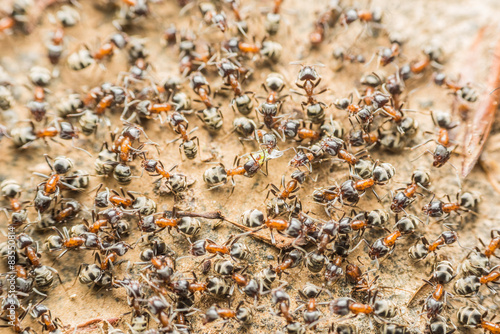 Swarm Colony Of Ants Searching For Food © radub85