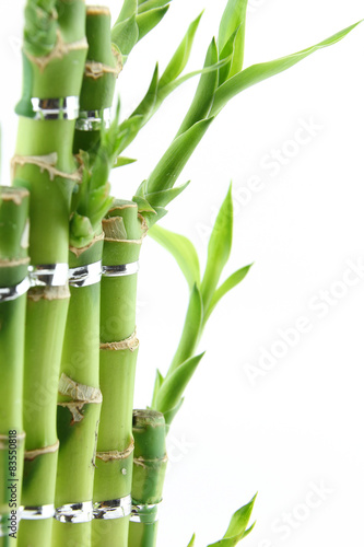 Green fresh bamboo isolated on white background