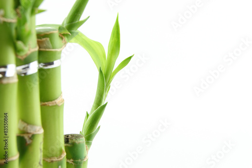Fototapeta Naklejka Na Ścianę i Meble -  Green fresh bamboo isolated on white background