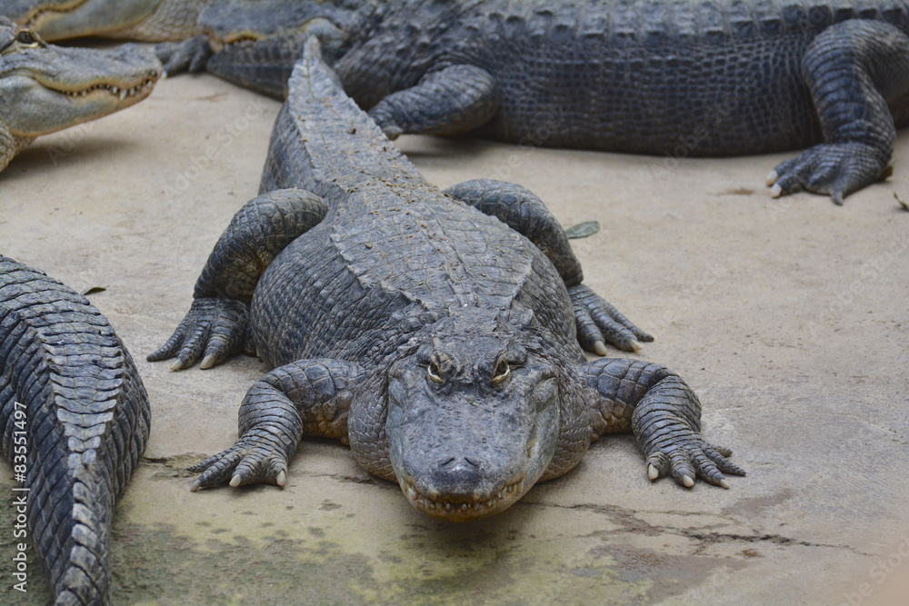Fototapeta premium crocodiles