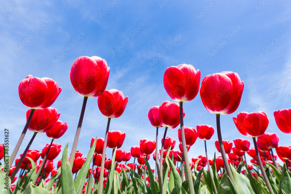 Fototapeta premium Red tulips field bottom view with blue sky