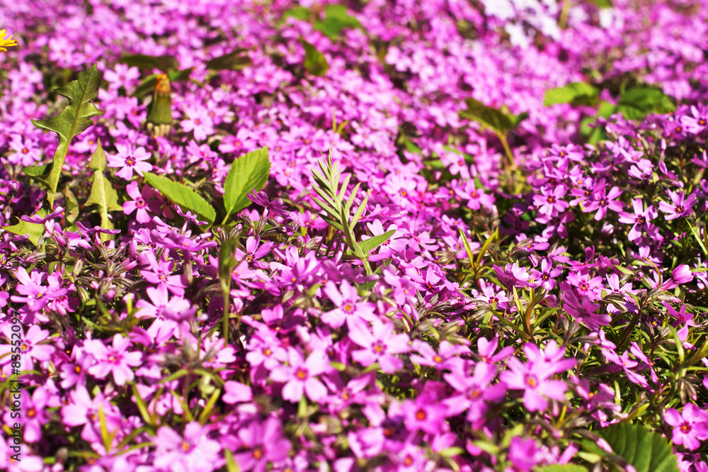 Naklejka premium Phlox subulata, background flowers
