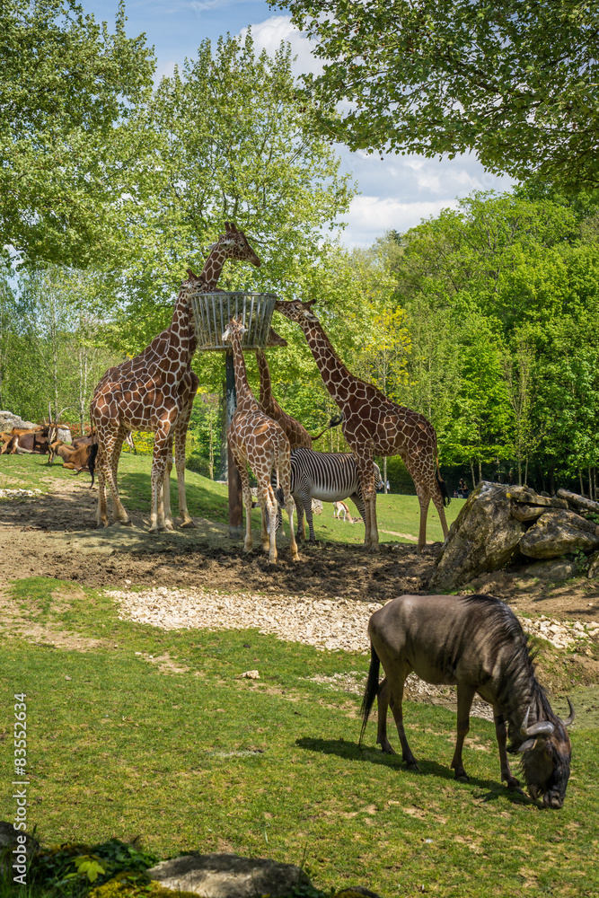 Fototapeta premium herbivores ensemble