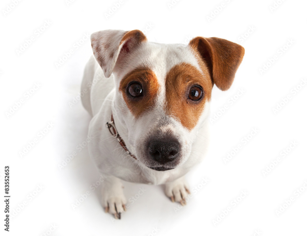 Jack Russell terrier dog sitting and looking